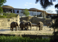 Elefantenpark im Kölner Zoo (© Zoologischer Garten Köln)