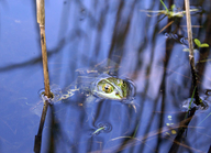 Frosch (© Stadt Köln)