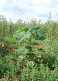 Waldlabor (&copy; Stadt Köln)