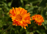 Ringelblume (© Stadt Köln)