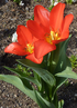 Tulpen (© Stadt Köln)