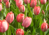 Tulpen (&copy; Stadt Köln)