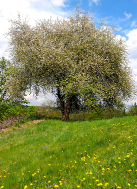 Wildapfel (© Roloff / www.Baum-des-Jahres.de)