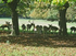 Rotwild (© Stadt Köln)