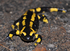 Feuersalamander (&copy; Ursula Wrobel)