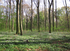 Wald (&copy; Ursula Wrobel)