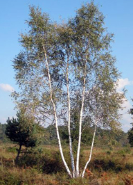 Wahner Heide (&copy; Stadt Köln/Angelika Schmitten)