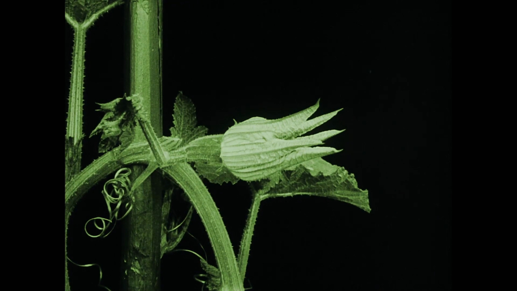 Knospe einer Pflanze