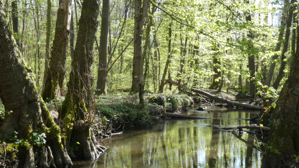 Mutzbach im Naturschutzgebiet Oberer Mutzbach