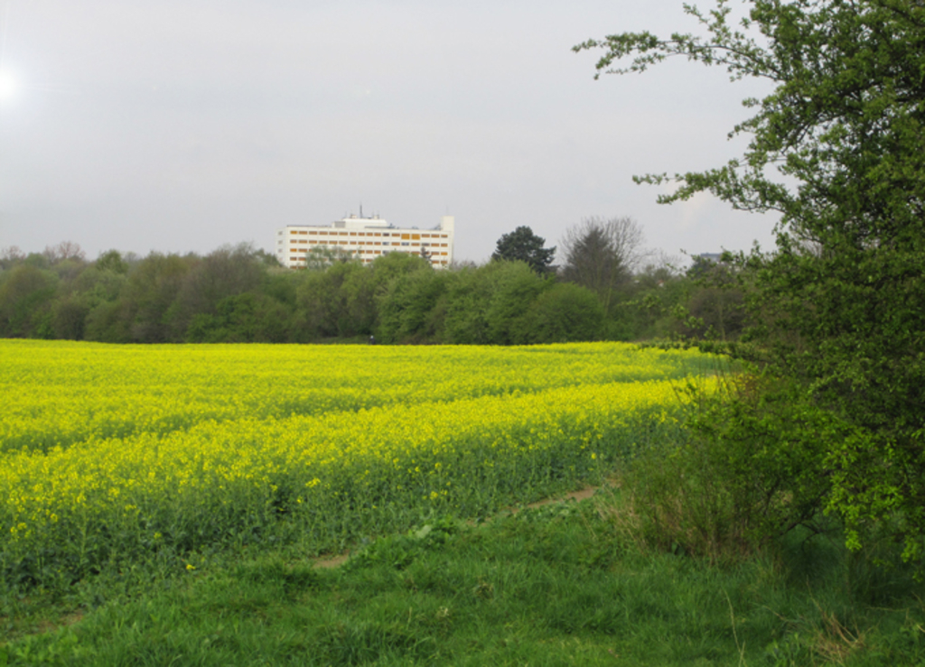 Felder mit dem Heilig-Geist-Krankenhaus im Hintergrund in Longerich