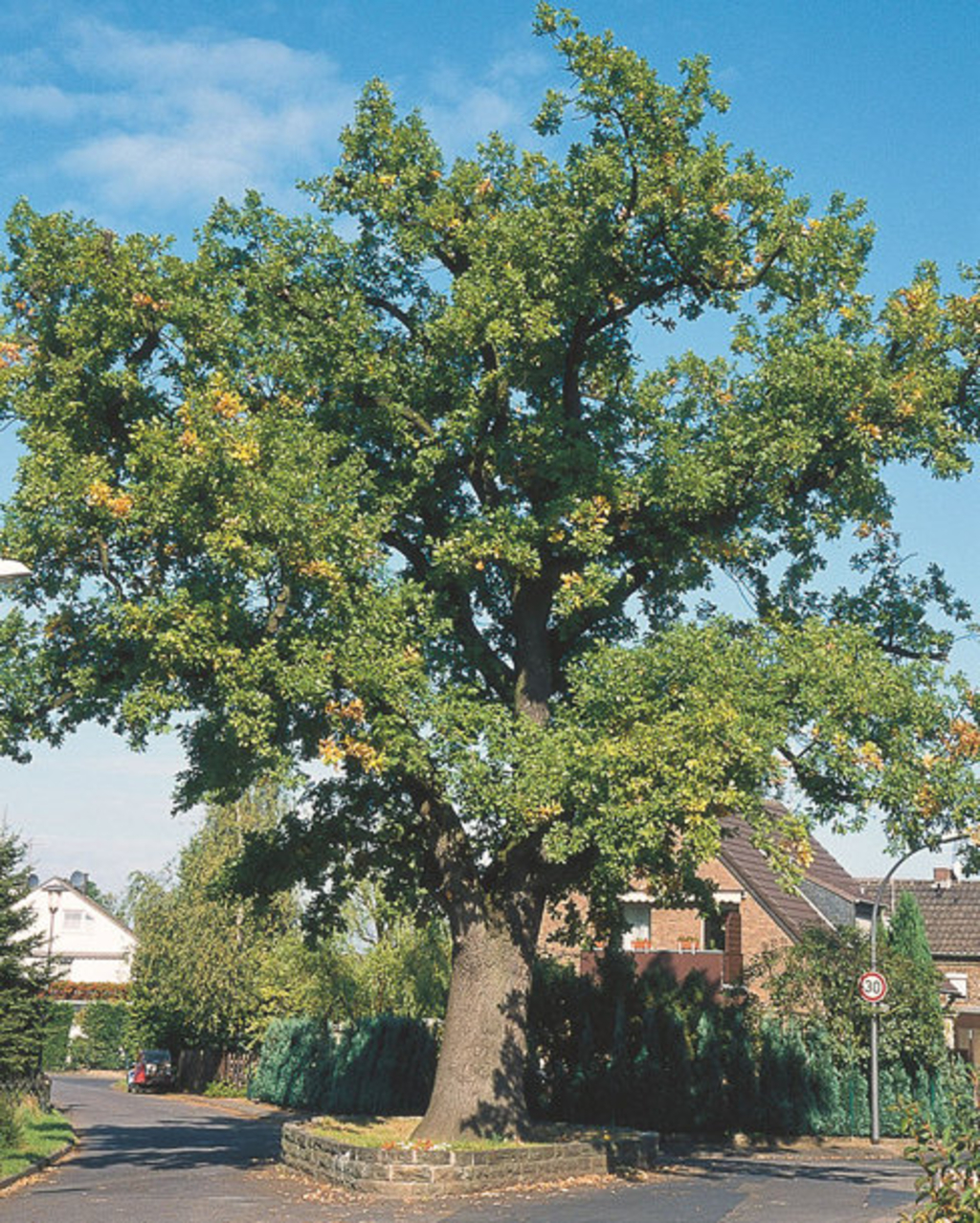 Friedenseiche in Langel