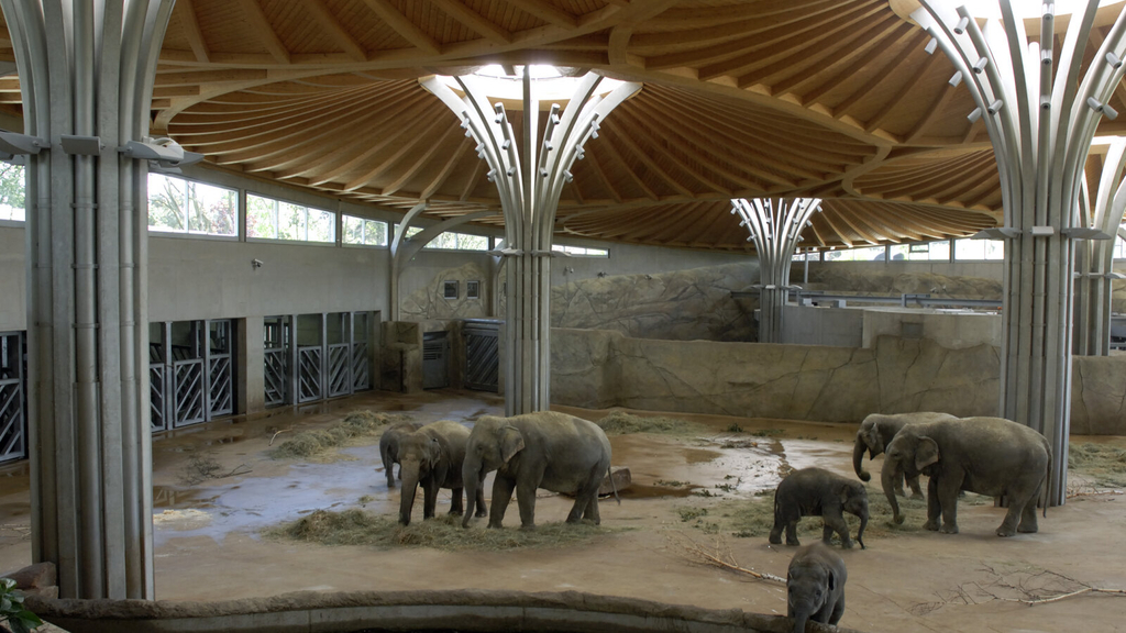 Innengehege des Elefantenparks im Kölner Zoo. Mehrere Elefanten grasen in der Halle. 