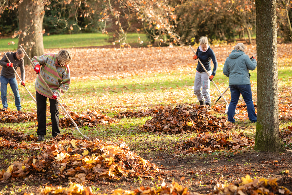 Personengruppe harkt Laub im Park