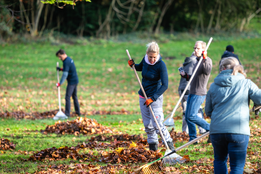 Personen harken Laub auf einer Wiese.