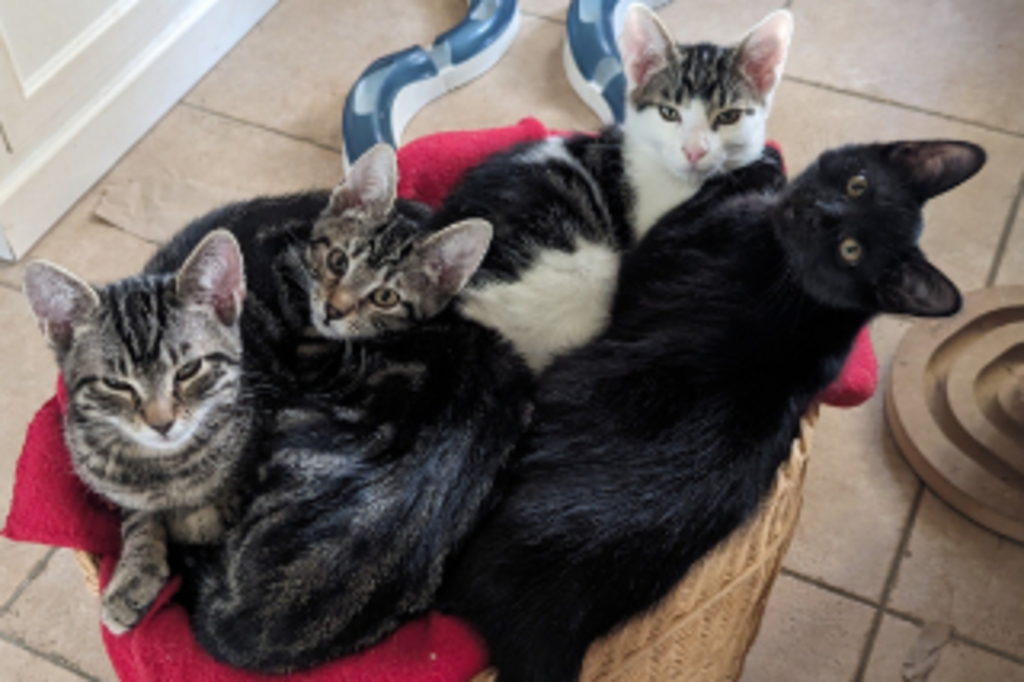 Foto von vier Katzen, die in einem Korb liegen und kuscheln, Link auf Katzenschutzbund Köln e. V. - Stadt Köln
