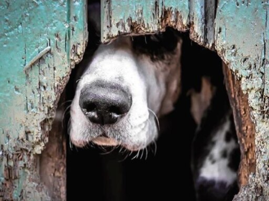 Hund lugt vorsichtig durch das Loch eines alten Bretterverschlags