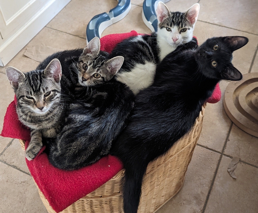 Foto von vier Katzen, die in einem Korb liegen und kuscheln