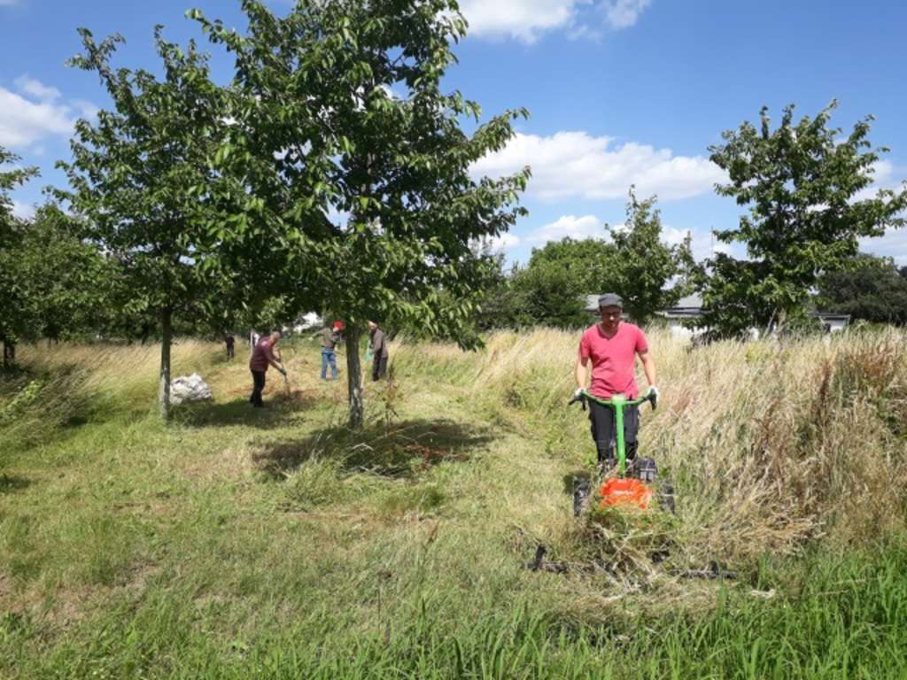 Eine Gruppe bewirtschaftet naturschonend die NABU-Obstwiese mit dem Balkenmäher