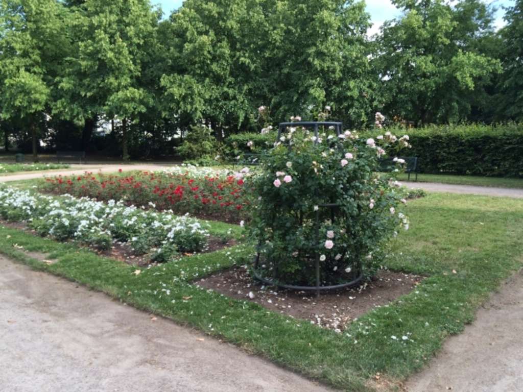 rot und weiß blühende Beete des Rosengartenparks