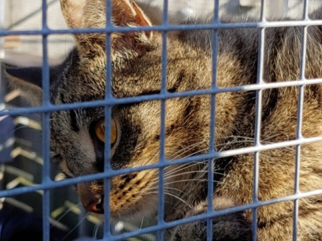 Eine Katze im Käfig, die im Tierheim lebt. 