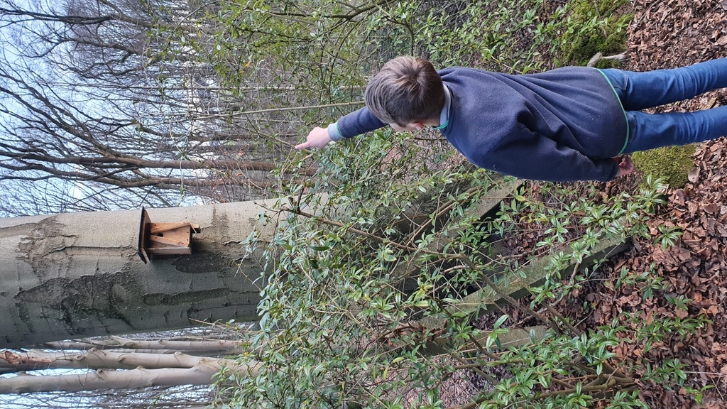 Nistkasten für den Gartenschläfer