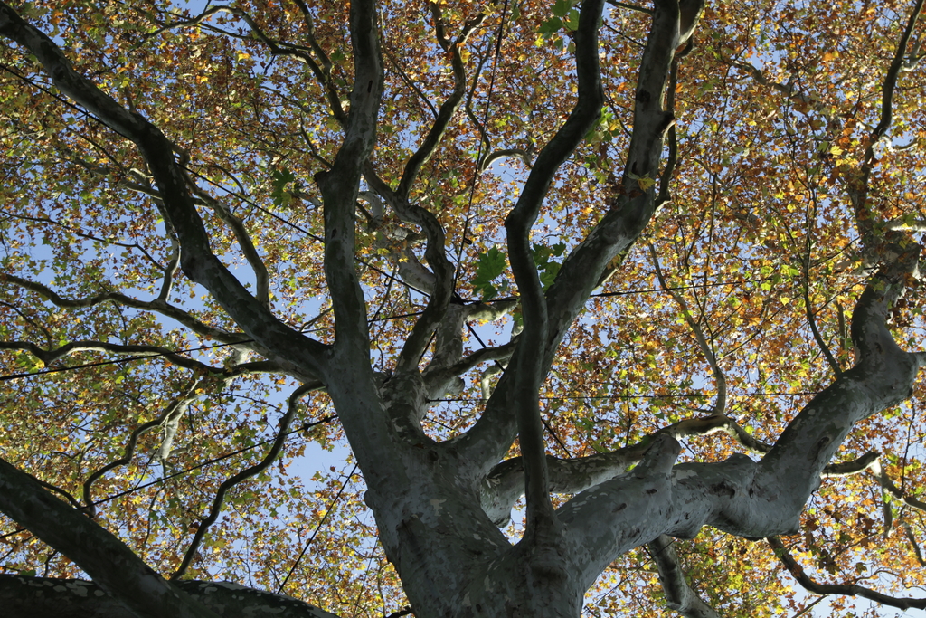 Baum, Link auf Baumschutzsatzung