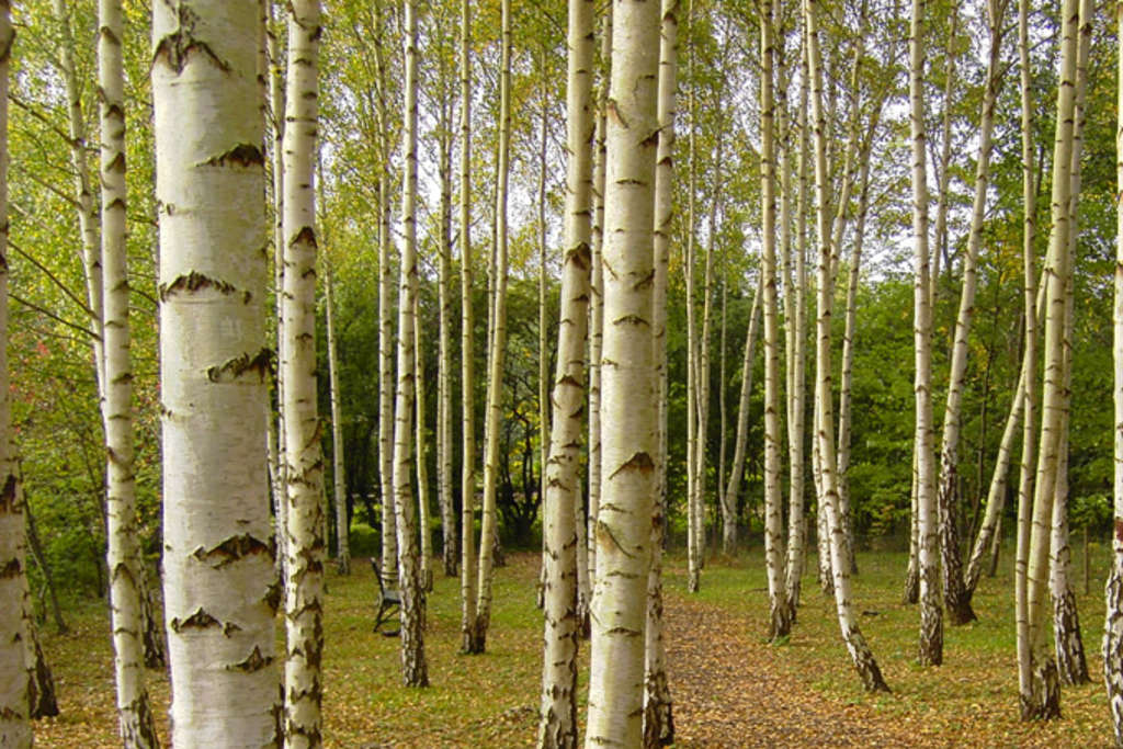 Birkenwald, Link auf Zustand des Waldes