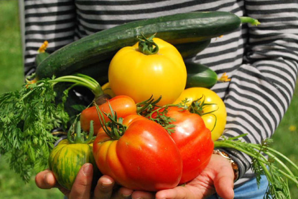 Gemüse, Link auf Einzelmaßnahmen