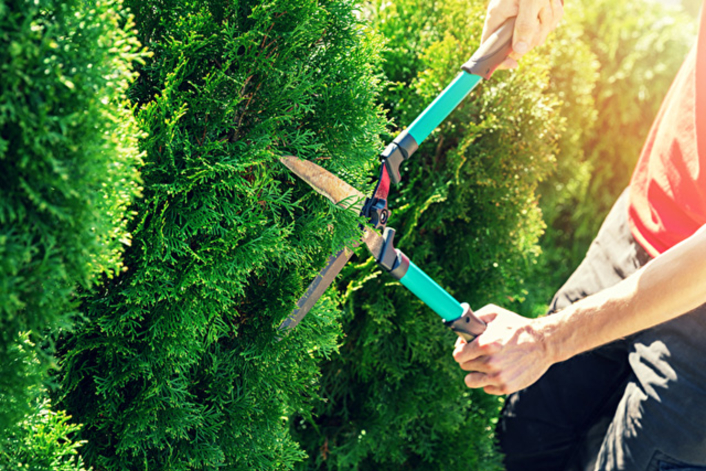 Schneiden von Thuja-Baum mit Gartenschere, Link auf Wann darf ich meine Hecke schneiden? - Stadt Köln