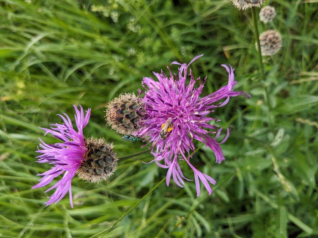 Rosafarbene Blüte auf der eine Biene sitzt. 