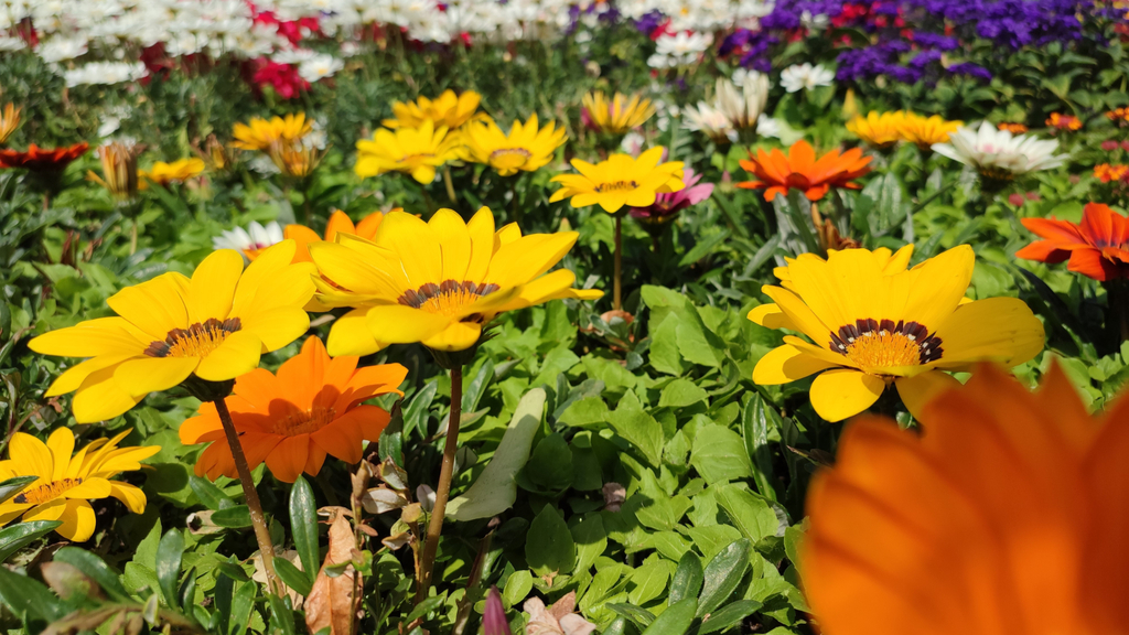 Foto von bunten Blumen im Rheinpark