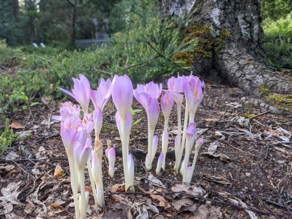 Fbg Blühende Herbstzeitlose Klein