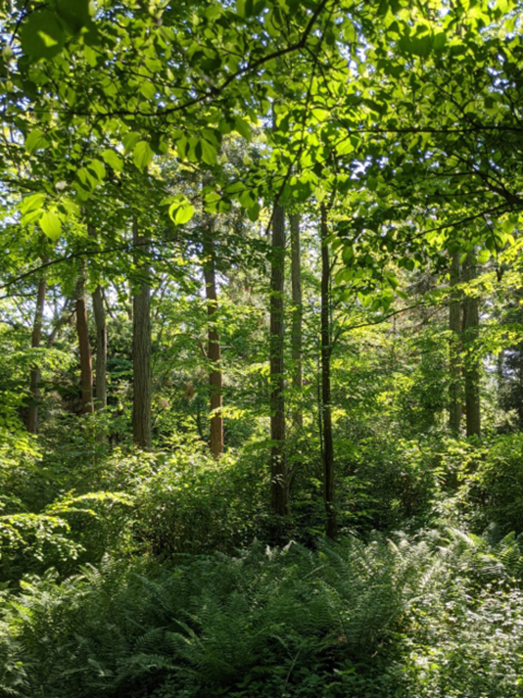 Dschungel mitten in Köln