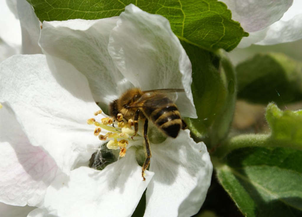 Biene auf Apfelblüte