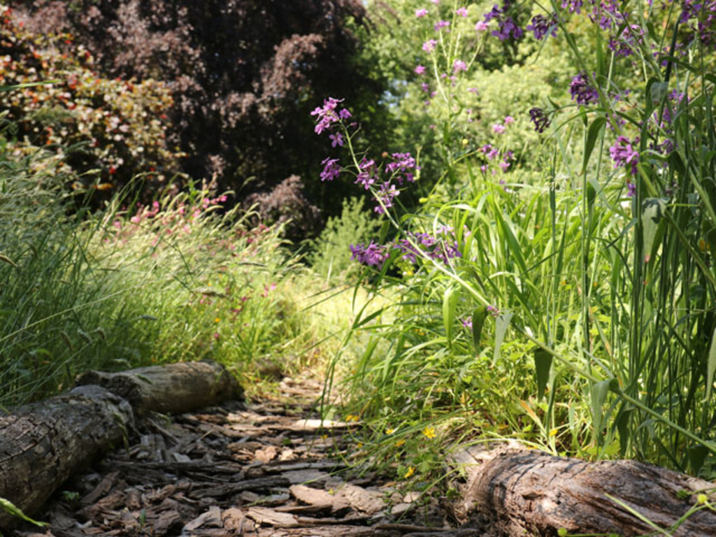 Weg zur Waldlichtung in Finkens Garten