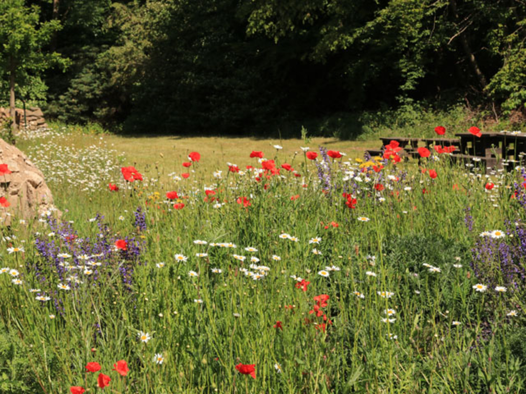 Wildblumenwiese am Fußtastpfad in Finkens Garten