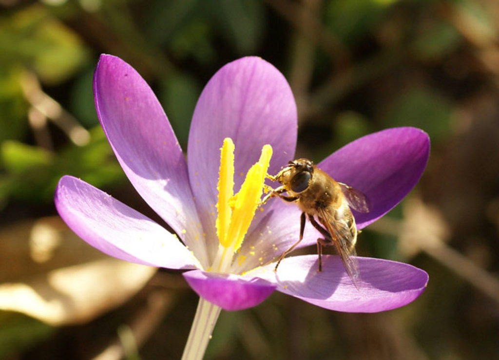 Krokus mit Schwebfliege