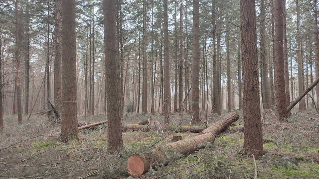 Foto eines Waldes mit Tannen