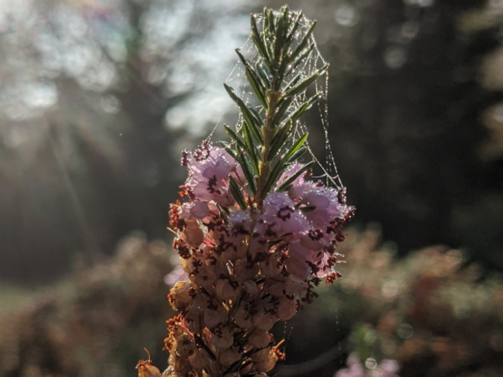 Glockenheide im Herbst
