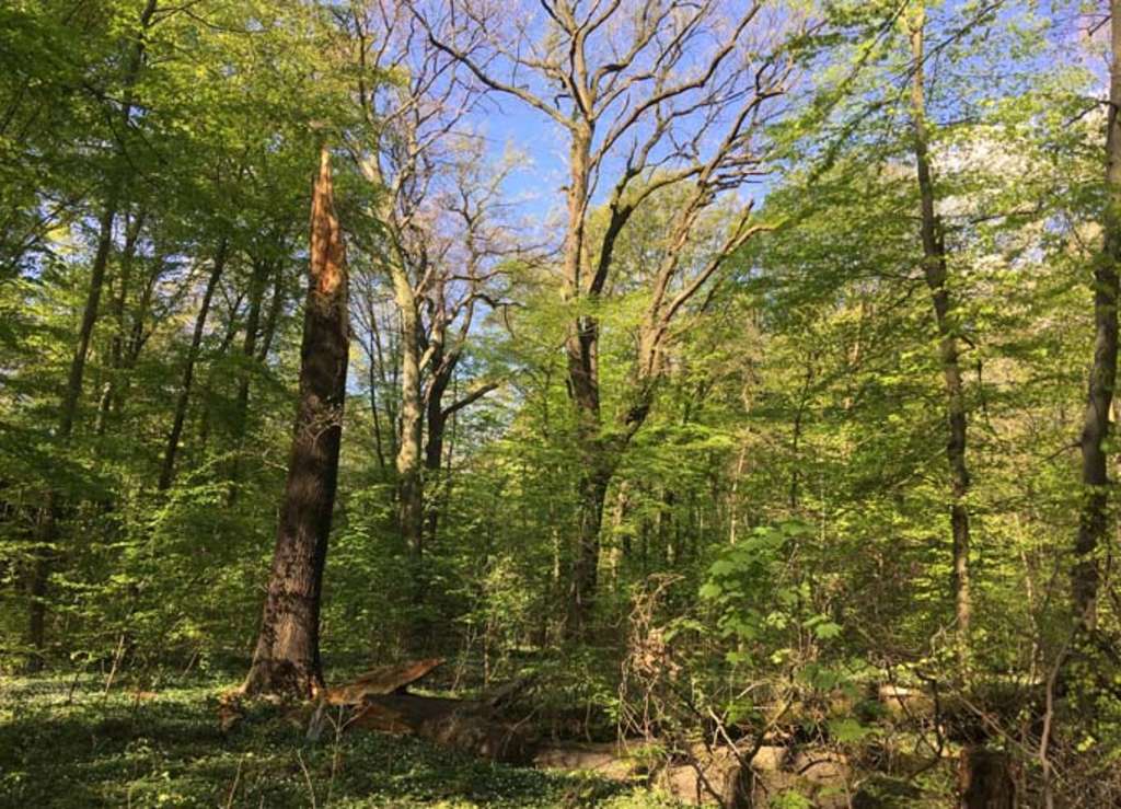 Bäume im Gremberger Wäldchen