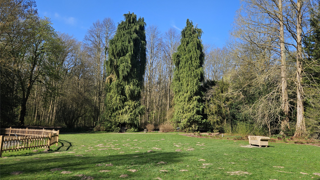 Bank unter einer Kaschmir-Zypresse