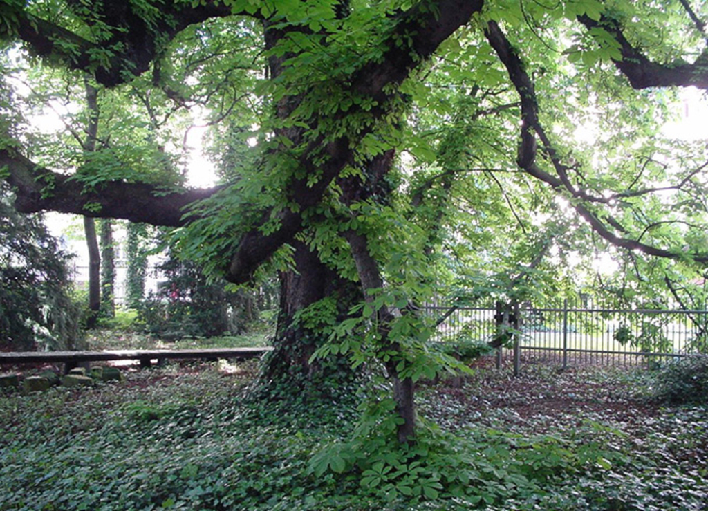 Naturdenkmal Rosskastanie