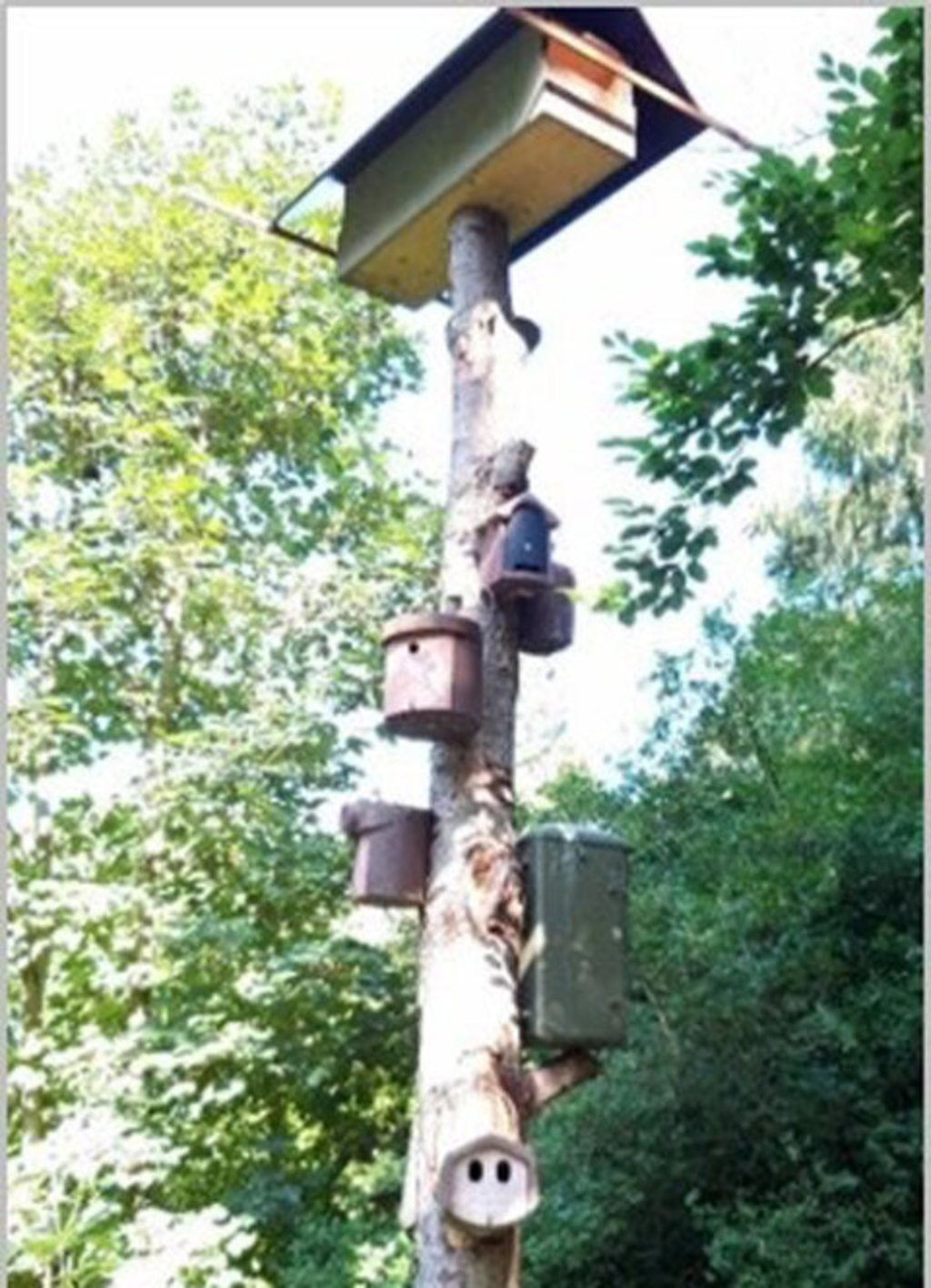 Nisthilfe Nordfriedhof