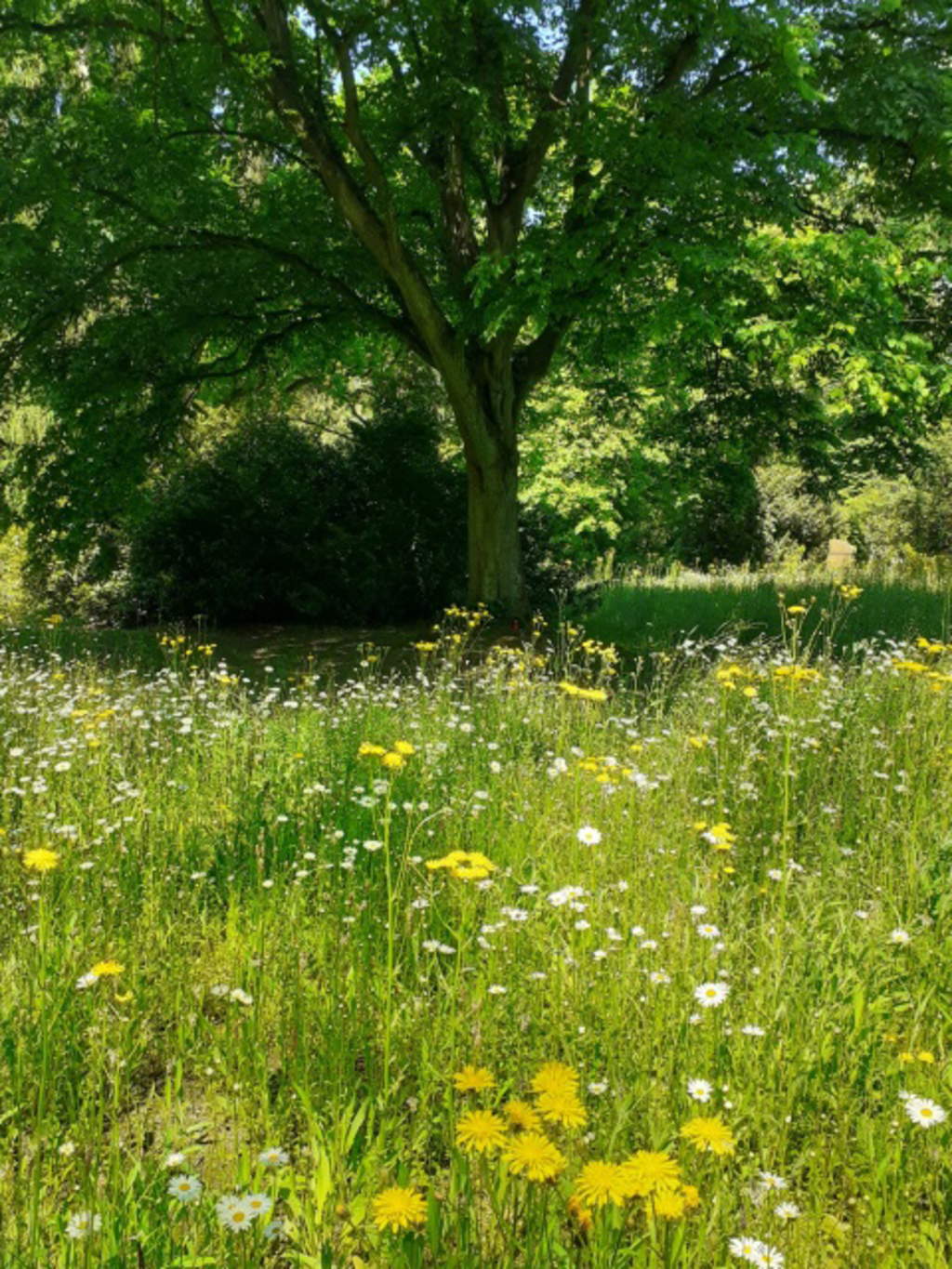 Melaten_Artenreiche Wiese