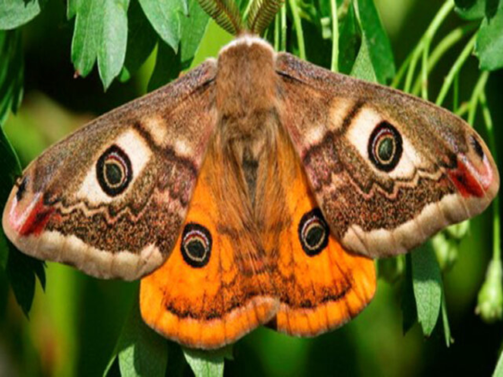 Nachtfalter auf dem Westfriedhof