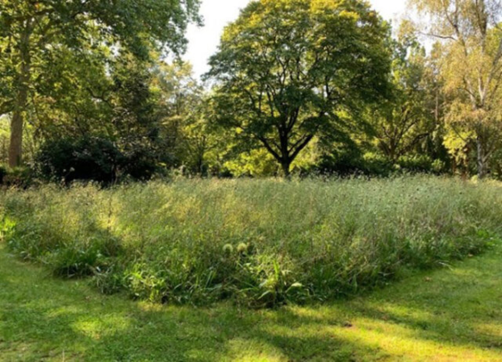 Naturwiese auf dem Melatenfriedhof