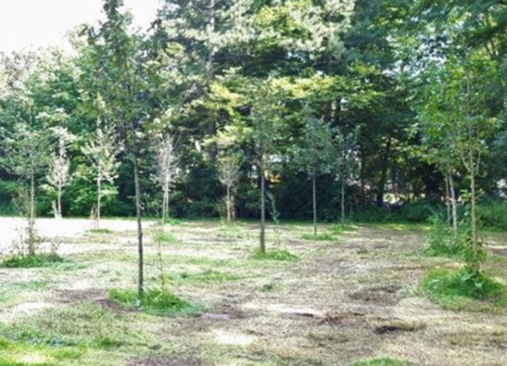 Streuobstwiese Westfriedhof