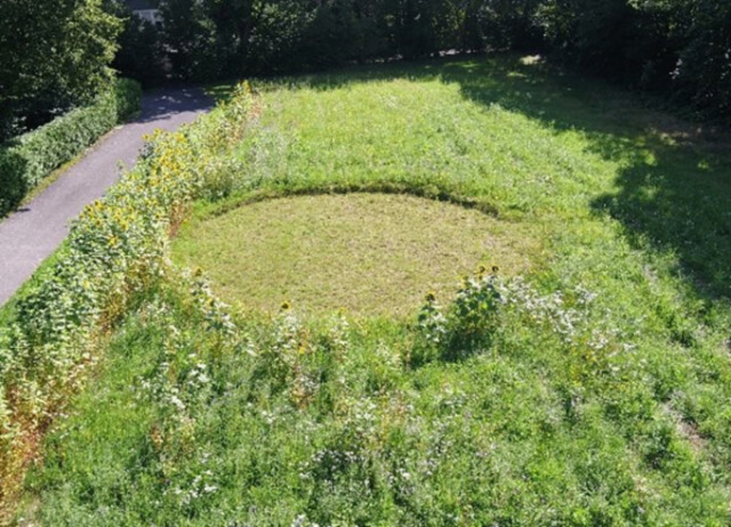 Friedhof Rath_Artenreiche Wiese