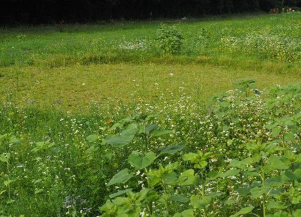 Rasenfläche Friedhof Rath