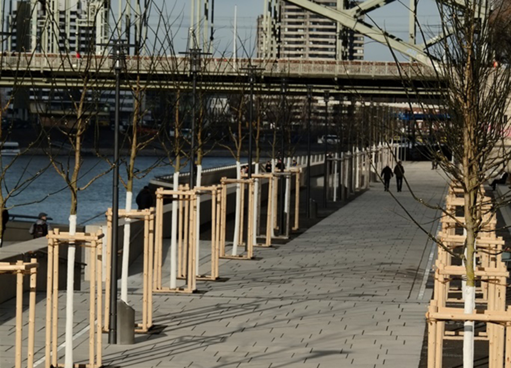 Rheinboulevard mit Bäumen